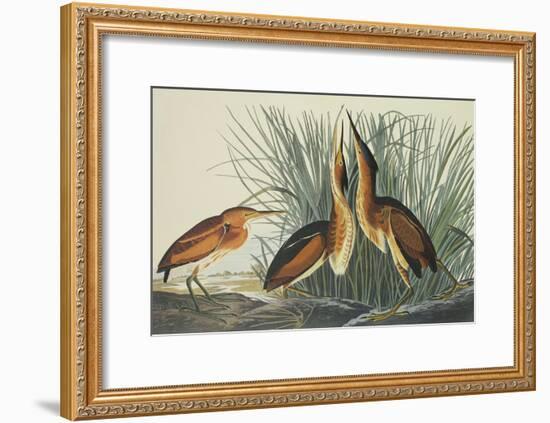 Least Bittern-John James Audubon-Framed Art Print