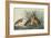 Least Bittern-John James Audubon-Framed Art Print