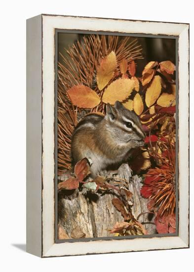 Least Chipmunk Among Leaves-null-Framed Premier Image Canvas