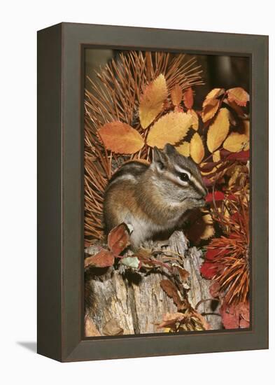 Least Chipmunk Among Leaves-null-Framed Premier Image Canvas