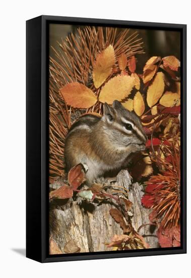 Least Chipmunk Among Leaves-null-Framed Premier Image Canvas