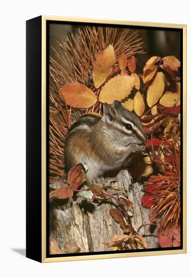 Least Chipmunk Among Leaves-null-Framed Premier Image Canvas