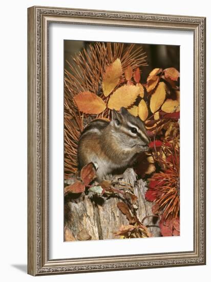 Least Chipmunk Among Leaves-null-Framed Photographic Print