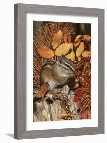 Least Chipmunk Among Leaves-null-Framed Photographic Print