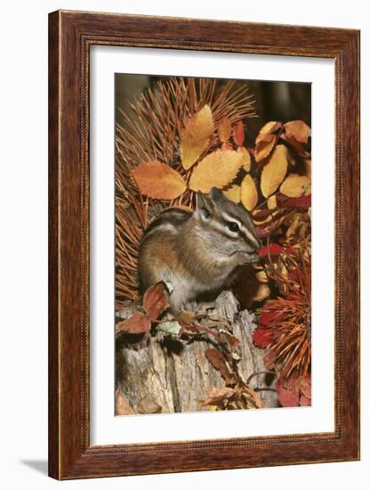 Least Chipmunk Among Leaves-null-Framed Photographic Print