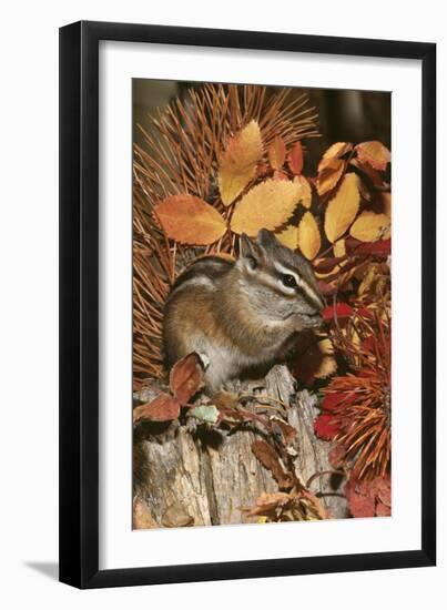 Least Chipmunk Among Leaves-null-Framed Photographic Print