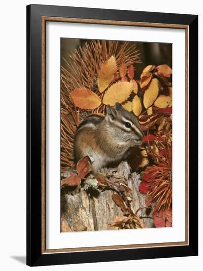 Least Chipmunk Among Leaves-null-Framed Photographic Print