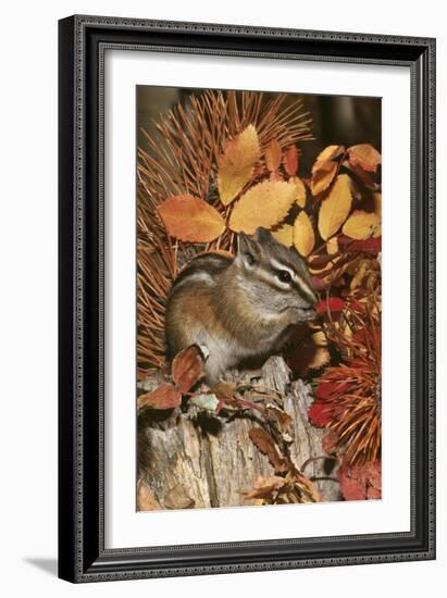 Least Chipmunk Among Leaves-null-Framed Photographic Print