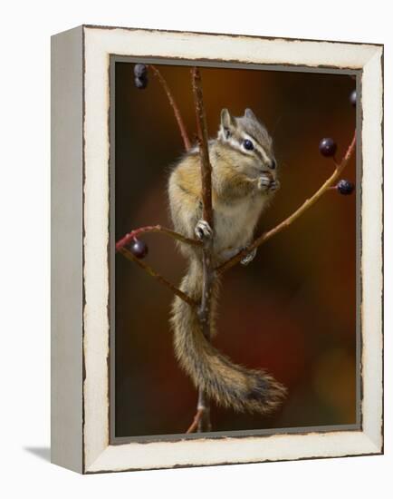 Least Chipmunk Eating Berries, Grand Teton National Park, Wyoming, USA-Rolf Nussbaumer-Framed Premier Image Canvas