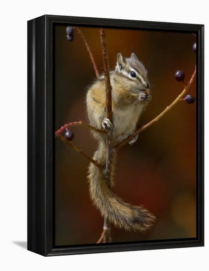 Least Chipmunk Eating Berries, Grand Teton National Park, Wyoming, USA-Rolf Nussbaumer-Framed Premier Image Canvas