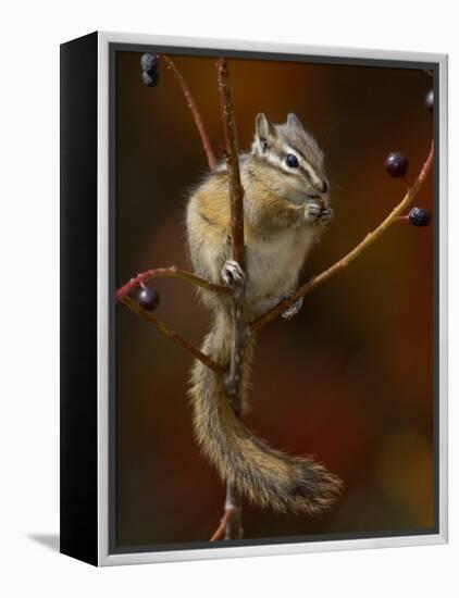 Least Chipmunk Eating Berries, Grand Teton National Park, Wyoming, USA-Rolf Nussbaumer-Framed Premier Image Canvas