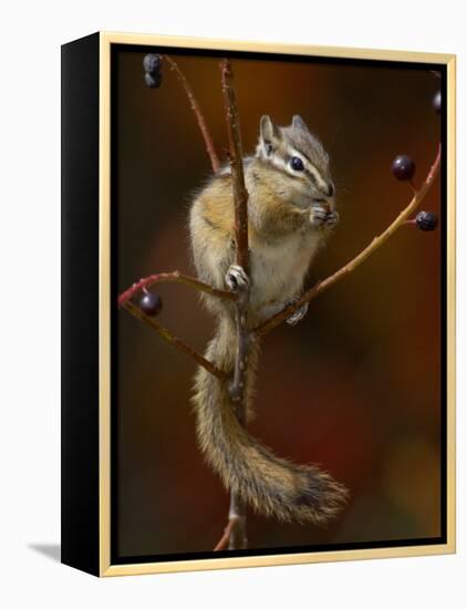 Least Chipmunk Eating Berries, Grand Teton National Park, Wyoming, USA-Rolf Nussbaumer-Framed Premier Image Canvas