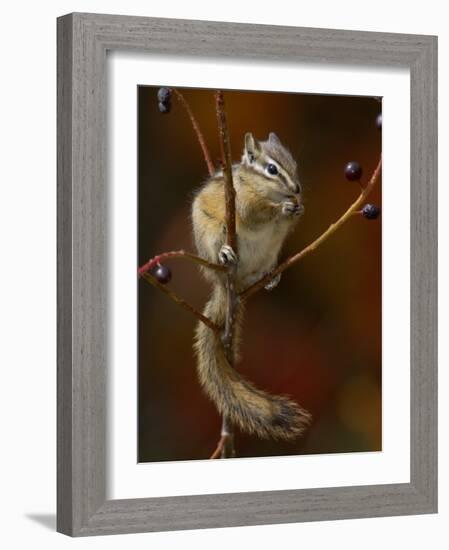 Least Chipmunk Eating Berries, Grand Teton National Park, Wyoming, USA-Rolf Nussbaumer-Framed Photographic Print