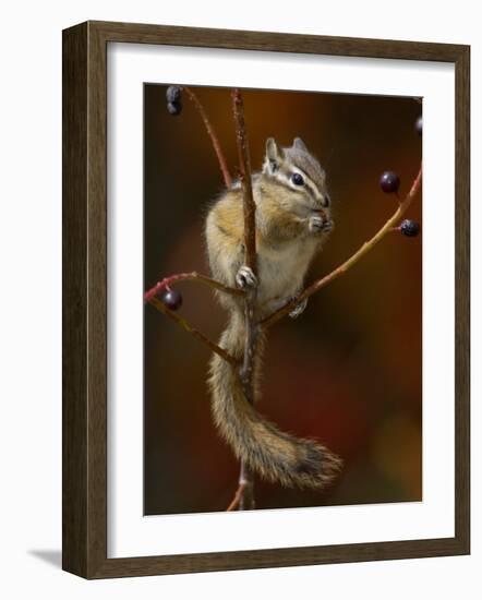 Least Chipmunk Eating Berries, Grand Teton National Park, Wyoming, USA-Rolf Nussbaumer-Framed Photographic Print
