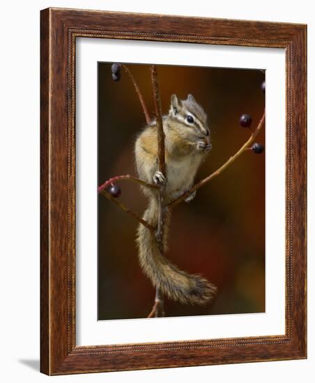 Least Chipmunk Eating Berries, Grand Teton National Park, Wyoming, USA-Rolf Nussbaumer-Framed Photographic Print