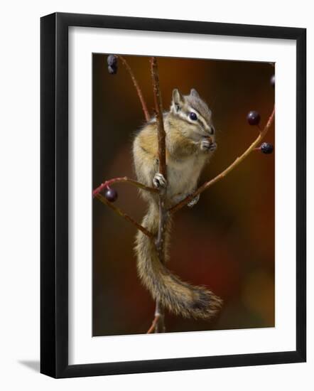 Least Chipmunk Eating Berries, Grand Teton National Park, Wyoming, USA-Rolf Nussbaumer-Framed Photographic Print