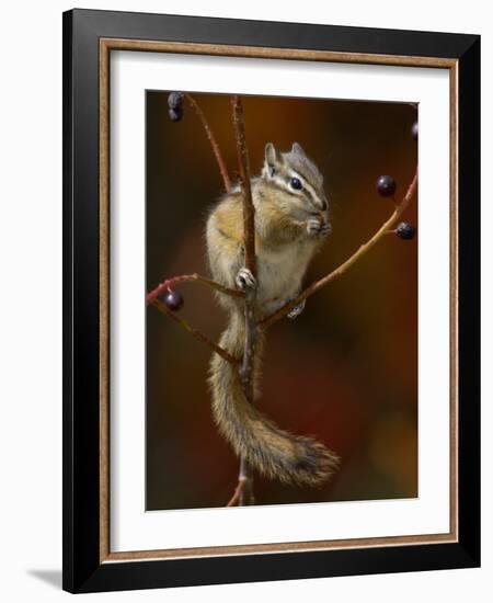 Least Chipmunk Eating Berries, Grand Teton National Park, Wyoming, USA-Rolf Nussbaumer-Framed Photographic Print