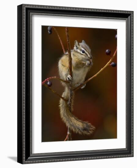 Least Chipmunk Eating Berries, Grand Teton National Park, Wyoming, USA-Rolf Nussbaumer-Framed Photographic Print