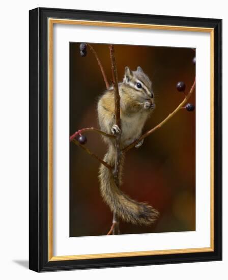 Least Chipmunk Eating Berries, Grand Teton National Park, Wyoming, USA-Rolf Nussbaumer-Framed Photographic Print