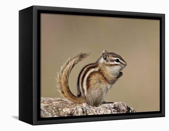 Least Chipmunk (Neotamias Minimus), Custer State Park, South Dakota, United States of America, Nort-James Hager-Framed Premier Image Canvas