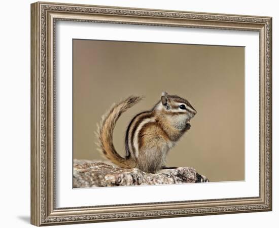 Least Chipmunk (Neotamias Minimus), Custer State Park, South Dakota, United States of America, Nort-James Hager-Framed Photographic Print