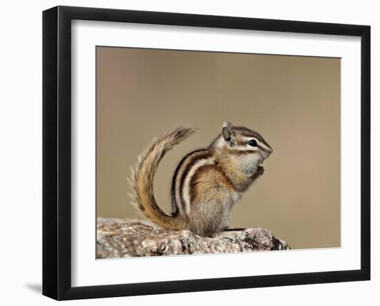 Least Chipmunk (Neotamias Minimus), Custer State Park, South Dakota, United States of America, Nort-James Hager-Framed Photographic Print