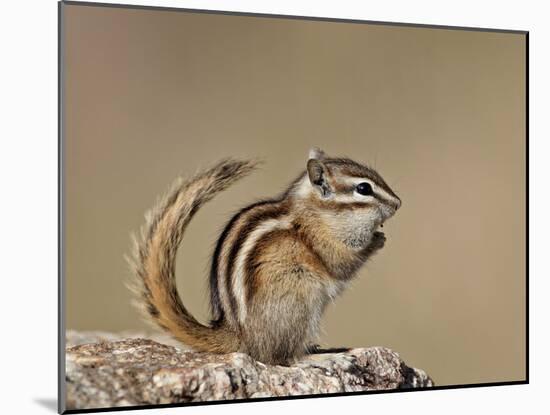 Least Chipmunk (Neotamias Minimus), Custer State Park, South Dakota, United States of America, Nort-James Hager-Mounted Photographic Print