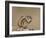 Least Chipmunk (Neotamias Minimus), Custer State Park, South Dakota, United States of America, Nort-James Hager-Framed Photographic Print