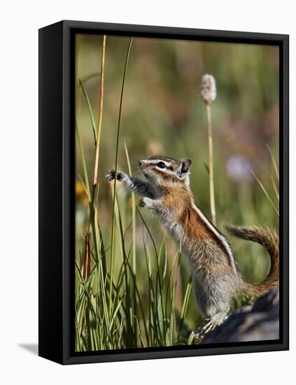 Least Chipmunk  standing and reaching, San Juan Nat'l Forest, Colorado, USA-James Hager-Framed Premier Image Canvas