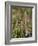 Least Chipmunk  standing and reaching, San Juan Nat'l Forest, Colorado, USA-James Hager-Framed Photographic Print