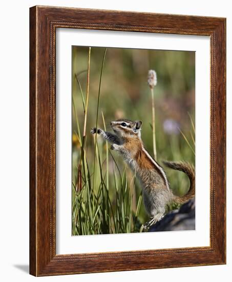 Least Chipmunk  standing and reaching, San Juan Nat'l Forest, Colorado, USA-James Hager-Framed Photographic Print