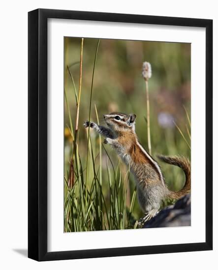 Least Chipmunk  standing and reaching, San Juan Nat'l Forest, Colorado, USA-James Hager-Framed Photographic Print