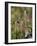 Least Chipmunk  standing and reaching, San Juan Nat'l Forest, Colorado, USA-James Hager-Framed Photographic Print