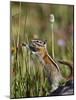 Least Chipmunk  standing and reaching, San Juan Nat'l Forest, Colorado, USA-James Hager-Mounted Photographic Print