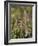 Least Chipmunk  standing and reaching, San Juan Nat'l Forest, Colorado, USA-James Hager-Framed Photographic Print