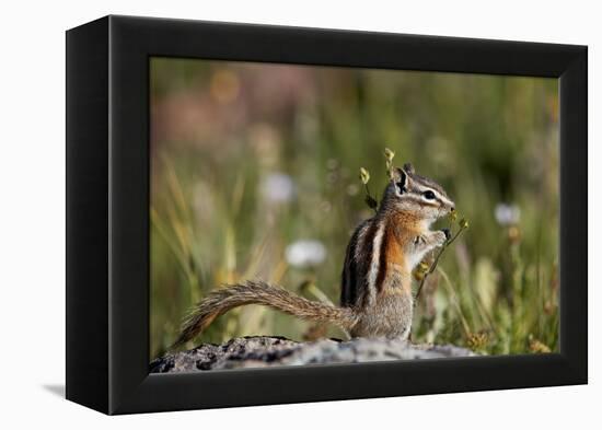 Least chipmunk (Tamias minimus) (Neotamias minimus) (Eutamias minimus), San Juan National Forest, C-James Hager-Framed Premier Image Canvas