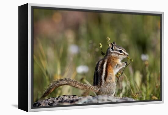 Least chipmunk (Tamias minimus) (Neotamias minimus) (Eutamias minimus), San Juan National Forest, C-James Hager-Framed Premier Image Canvas