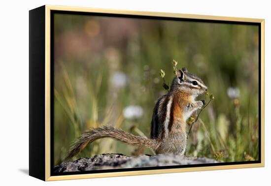 Least chipmunk (Tamias minimus) (Neotamias minimus) (Eutamias minimus), San Juan National Forest, C-James Hager-Framed Premier Image Canvas