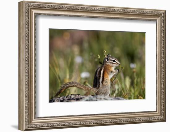 Least chipmunk (Tamias minimus) (Neotamias minimus) (Eutamias minimus), San Juan National Forest, C-James Hager-Framed Photographic Print