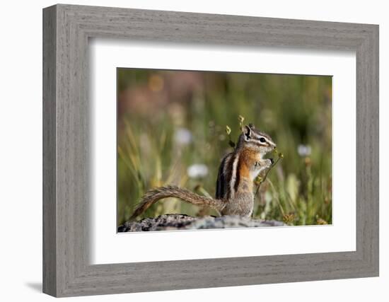 Least chipmunk (Tamias minimus) (Neotamias minimus) (Eutamias minimus), San Juan National Forest, C-James Hager-Framed Photographic Print