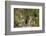 Least chipmunk (Tamias minimus) (Neotamias minimus) (Eutamias minimus), San Juan National Forest, C-James Hager-Framed Photographic Print