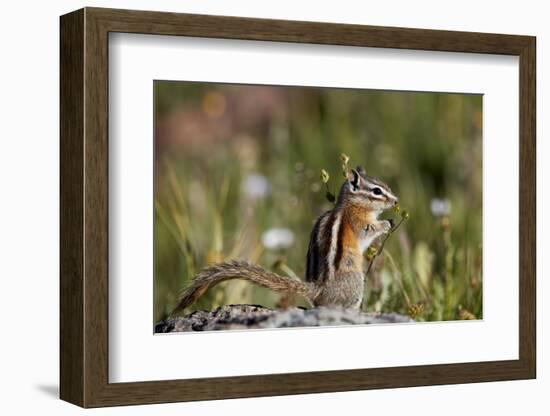 Least chipmunk (Tamias minimus) (Neotamias minimus) (Eutamias minimus), San Juan National Forest, C-James Hager-Framed Photographic Print