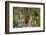 Least chipmunk (Tamias minimus) (Neotamias minimus) (Eutamias minimus), San Juan National Forest, C-James Hager-Framed Photographic Print