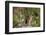 Least chipmunk (Tamias minimus) (Neotamias minimus) (Eutamias minimus), San Juan National Forest, C-James Hager-Framed Photographic Print