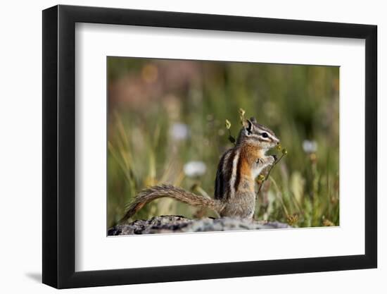 Least chipmunk (Tamias minimus) (Neotamias minimus) (Eutamias minimus), San Juan National Forest, C-James Hager-Framed Photographic Print