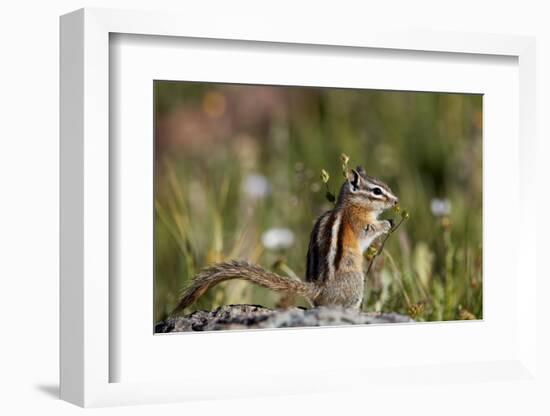 Least chipmunk (Tamias minimus) (Neotamias minimus) (Eutamias minimus), San Juan National Forest, C-James Hager-Framed Photographic Print