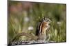 Least chipmunk (Tamias minimus) (Neotamias minimus) (Eutamias minimus), San Juan National Forest, C-James Hager-Mounted Photographic Print