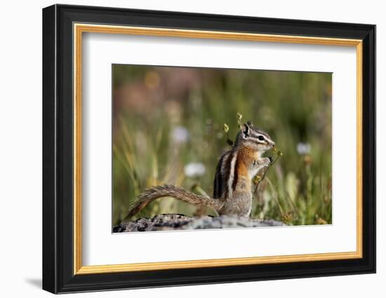 Least chipmunk (Tamias minimus) (Neotamias minimus) (Eutamias minimus), San Juan National Forest, C-James Hager-Framed Photographic Print