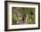 Least chipmunk (Tamias minimus) (Neotamias minimus) (Eutamias minimus), San Juan National Forest, C-James Hager-Framed Photographic Print