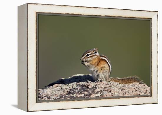 Least chipmunk (Tamias minimus) (Neotamias minimus (Eutamias minimus), San Juan National Forest, Co-James Hager-Framed Premier Image Canvas
